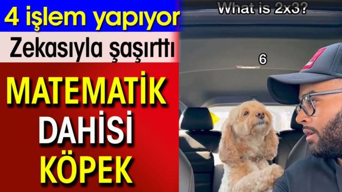 Matematik dahisi köpek. 4 işlemi yapıyor zekasıyla şaşırttı