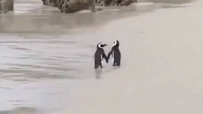 El ele yürüyen penguenlerin romantik anları