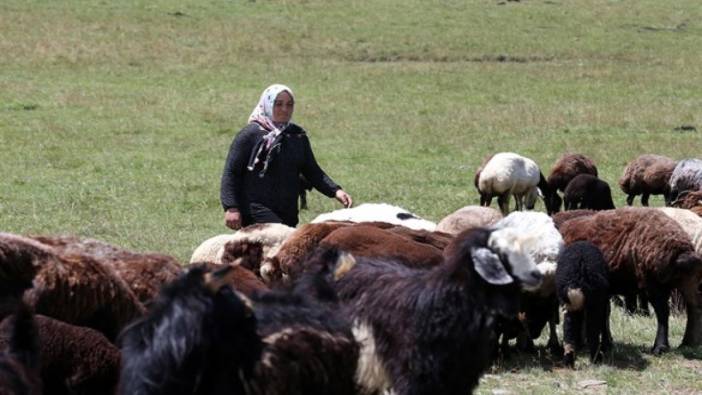 Ardahanlı kadın çiftçiden büyük adım