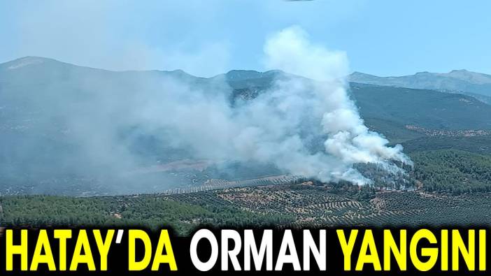 Hatay'da orman yangını