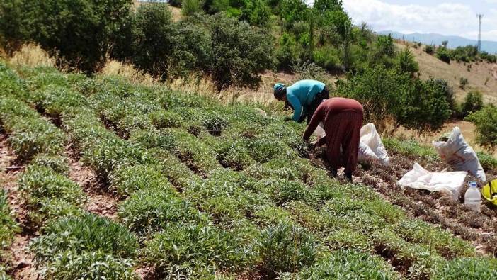 Kütahya'da hasadı başladı. Fiyatı 15-20 TL arasında değişiyor