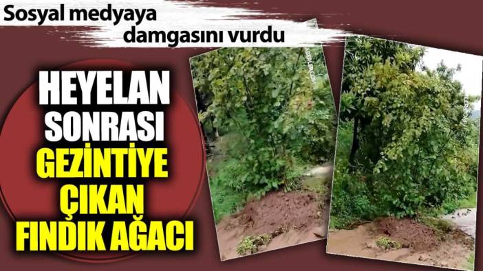 Heyelan sonrası gezintiye çıkan Fındık Ağacı sosyal medyaya damgasını vurdu