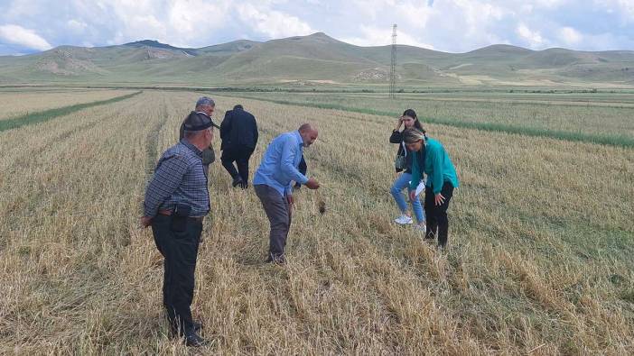 Kars’ta ekili araziler yağmurdan zarar gördü