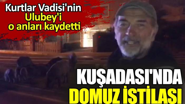 Kuşadası'nda domuz istilası! Kurtlar Vadisi'nin Ulubey'i o anları kaydetti