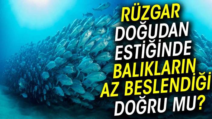 Rüzgar doğudan estiğinde balıkların az beslendiği doğru mu?