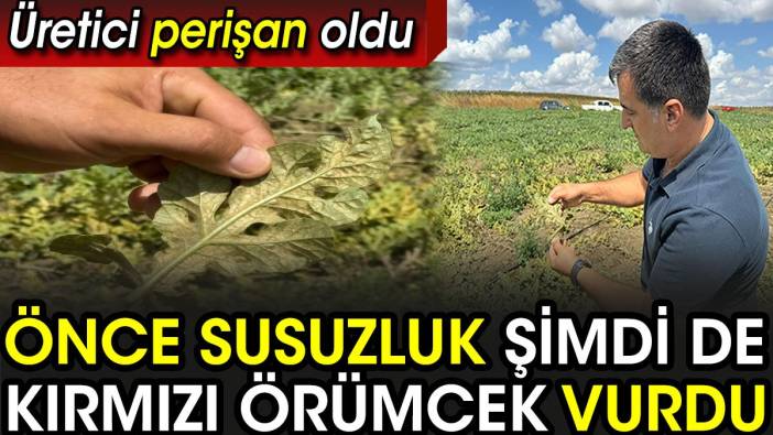 Karpuzu önce susuzluk şimdi de kırmızı örümcek vurdu