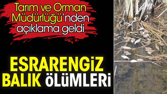 Esrarengiz balık ölümleri. Tarım ve Orman Müdürlüğü’nden açıklama geldi