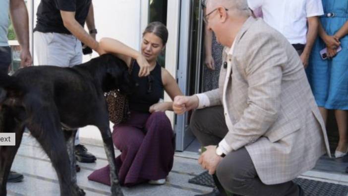 Belediye başkanı sokak köpeği sahiplendi. Zeytin'in artık evi var