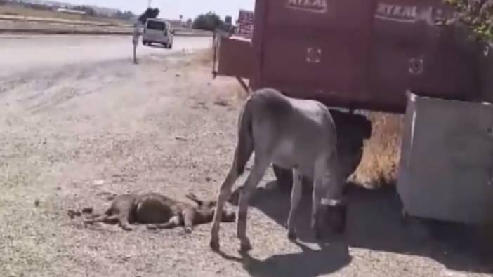 Eşek, ölen yavrusunun başından 2 gün ayrılmadı