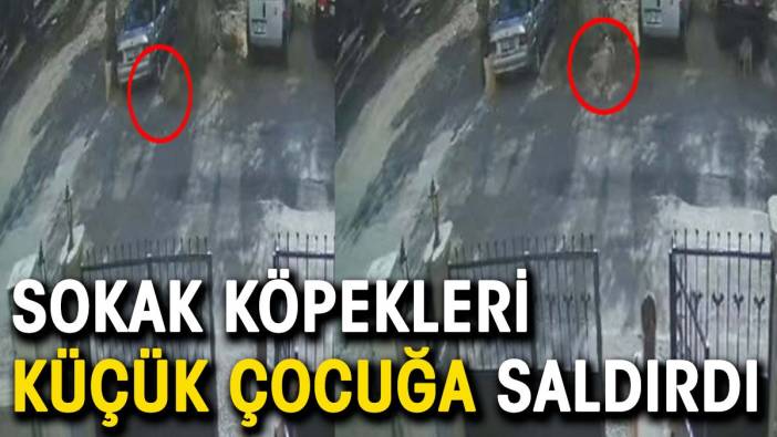 Sokak köpeklerin küçük çocuğa saldırdı