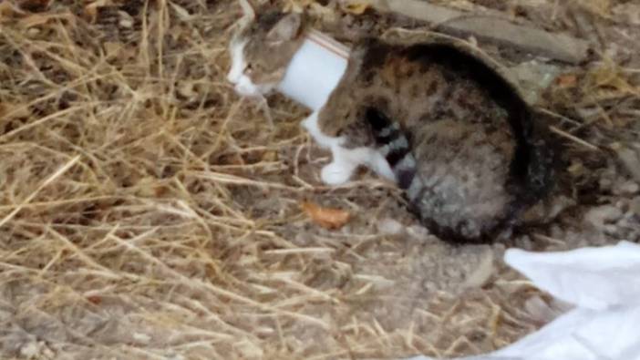 Kafasını plastik boruya sıkıştıran kedi kurtarıldı