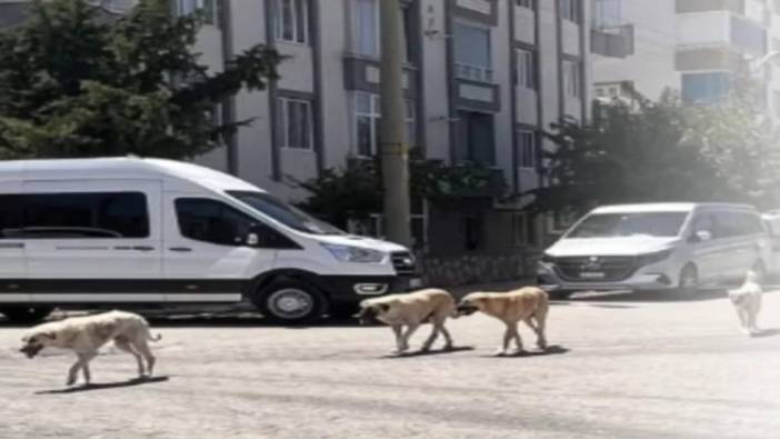 Küçük çocuk sokak köpeklerinin saldırısına uğradı