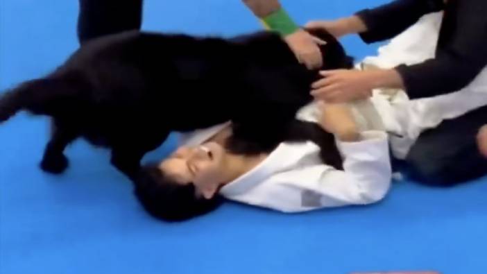 Judo müsabakasında sahibini korumak için tribünden atlayan köpek