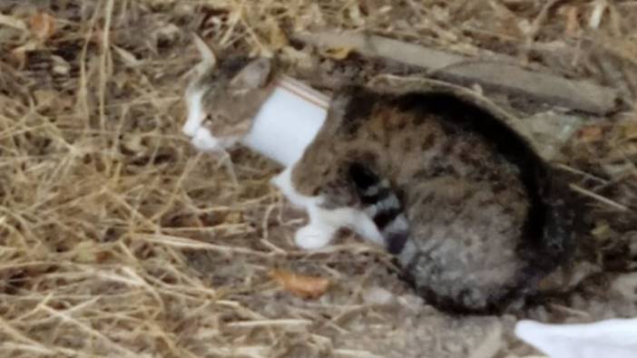 Plastik boruya sıkışan kedi kurtarıldı