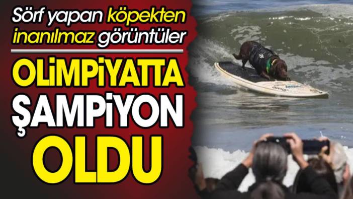 Sörf yapan köpekten inanılmaz görüntüler. Olimpiyatta şampiyon oldu