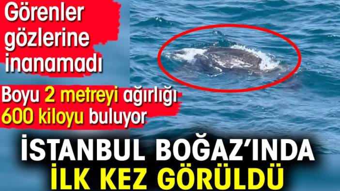 İstanbul Boğaz’ında ilk kez görüldü, görenler gözlerine inanamadı. Boyu 2 metreyi ağırlığı 600 kiloyu buluyor