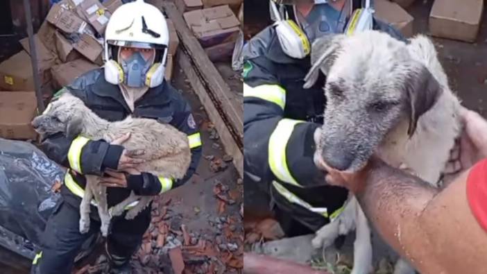 İtfaiyeciler köpeği kurtardı