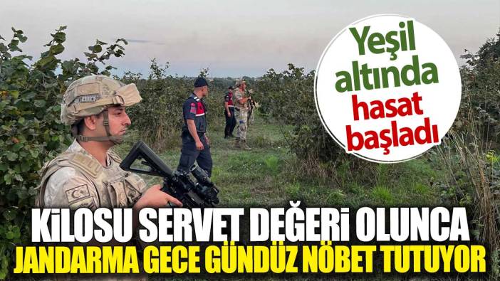 Yeşil altında hasat başladı. Kilosu servet değerinde olunca Jandarma gece gündüz nöbet tutuyor