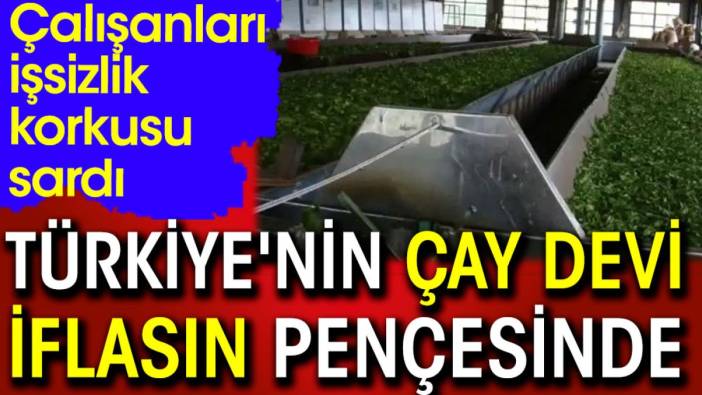 Türkiye'nin çay devi iflasın pençesinde. Çalışanları işsizlik korkusu sardı