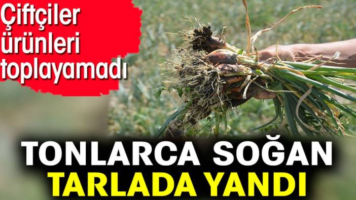 Tonlarca soğan tarlada yandı. Çiftçiler ürünleri toplayamadı