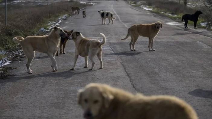 Bitlis Valiliğinden 150 köpeğin zehirlenerek öldürüldüğüne yönelik açıklama