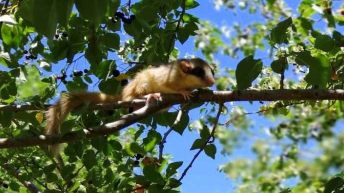 Görülmesi en zor canlı Erzincan’da görüntülendi