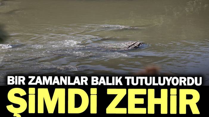 Bir zamanlar balık tutuluyordu, şimdi zehir