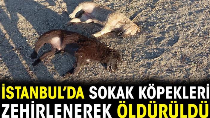 İstanbul’da sokak köpekleri zehirlenerek öldürüldü