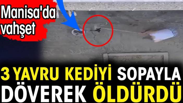 3 yavru kediyi sopayla döverek öldürdü. Manisa'da vahşet