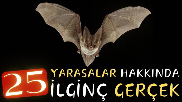 Yarasalar hakkında 25 ilginç gerçek