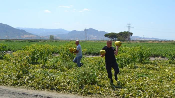 600 ton kavun ve karpuzu bedavaya dağıttılar. Duyan oraya koştu