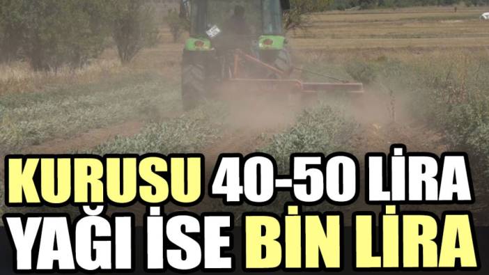 Kurusu 40 -50 liraya satılıyor, yağı ise bin liranın üstünde