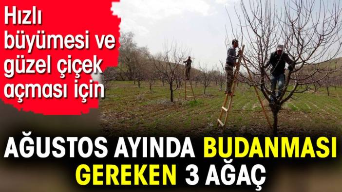 Hızlı büyümesi ve güzel çiçek açması için ağustos ayında budanması gereken 3 ağaç