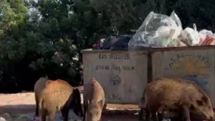 Antalya'da yaban domuzları şehre indi