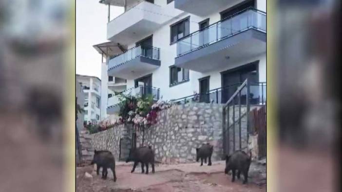 Kaş'ta şehir merkezine inen yaban domuzları yiyecek aradı