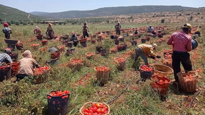 Tarımda üretici enflasyonu düştü fiyatlara yansıdı mı?