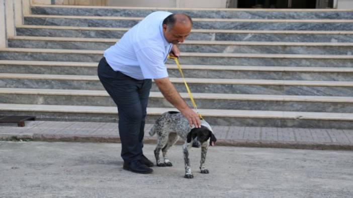 Salıpazarı'nda sokak köpekleri için örnek seferberlik