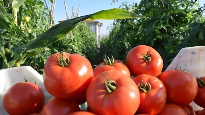 Domates hızlı mı çürüyor? İşte domatesin çürümesini durduran tüyo