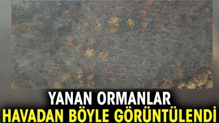 Yanan ormanlar havadan böyle görüntülendi