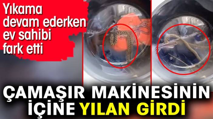 Çamaşır makinesinin içine yılan girdi. Yıkama devam ederken ev sahibi fark etti