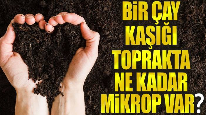 Bir çay kaşığı toprakta ne kadar mikrop var?