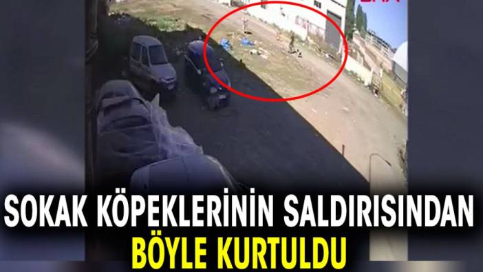 Sokak köpeklerinin saldırısından böyle kurtuldu