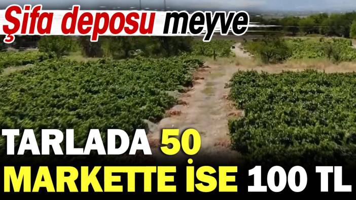 Şifa deposu meyvenin kilosu tarlada 50 markette 100 TL