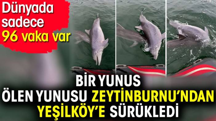 Bir yunus ölen yunusu Zeytinburnu’ndan Yeşilköy’e sürükledi. Dünyada sadece 96 vaka var