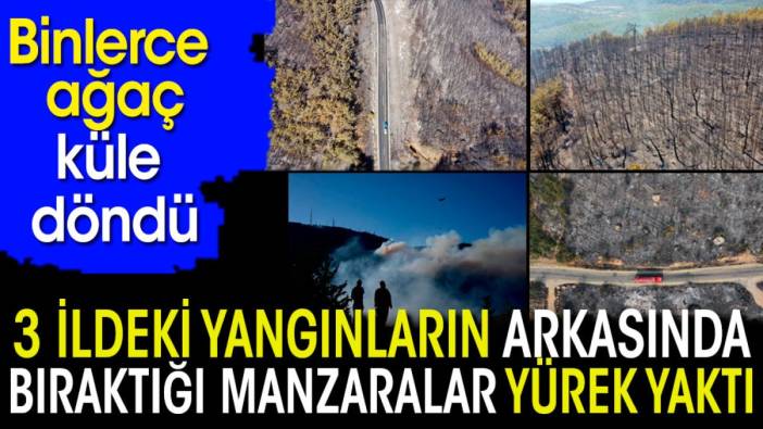 3 ildeki yangının arkasında bıraktığı manzaralar yürek yaktı. Binlerce ağaç küle döndü