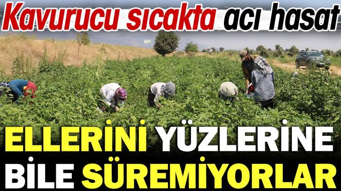 Kavurucu sıcakta acı hasat, ellerini yüzlerine bile süremiyorlar