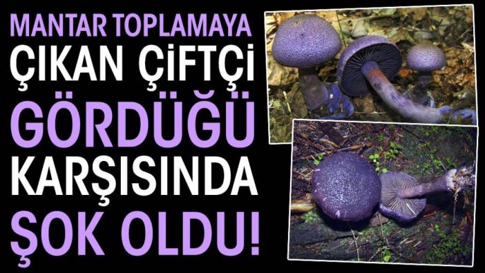 Mantar toplamaya çıkan çiftçi gördüğü karşısında şok oldu