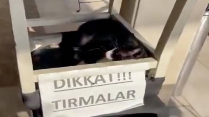 Adanalı asabi kedi: 'Dikkat tırmalar'