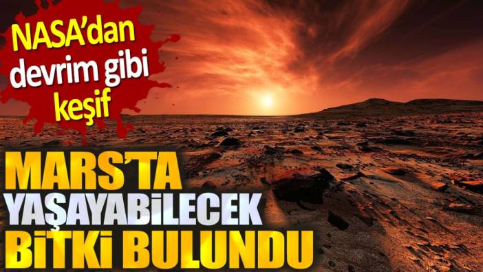 NASA'dan devrim gibi keşif. Mars'ta hayatta kalabilecek bitki bulundu