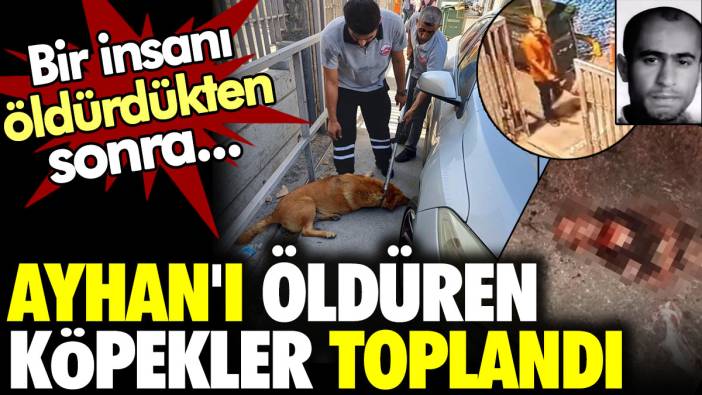 Ayhan'ı öldüren köpekler toplandı. Bir insanı öldürdükten sonra...